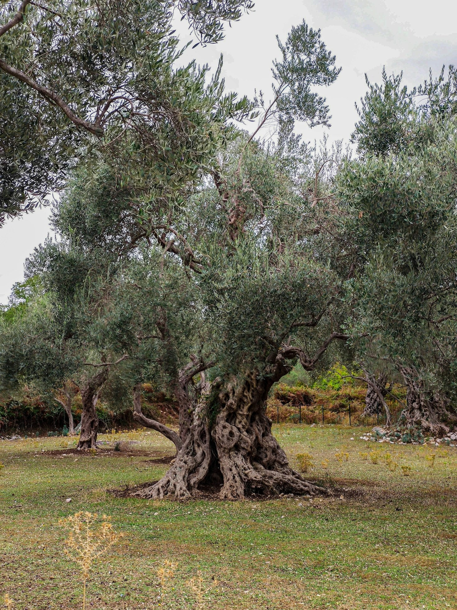 Gezondheidsvoordelen van pure Spaanse olijfolie